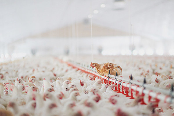 Poultry Companion Animal