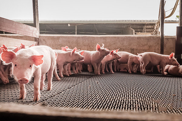 Swine Companion Animal