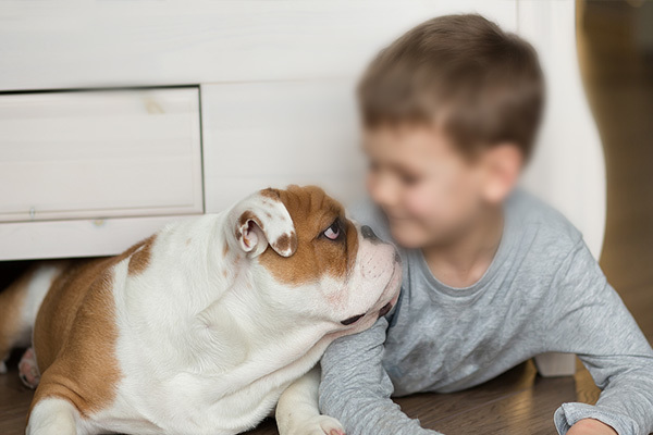 Companion Animal Companion Animal